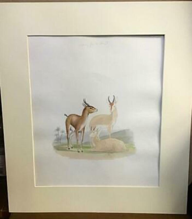 Rare 1850 NATURAL HISTORY WATERCOLOUR Painting PART Of LARGE COLLECTION
