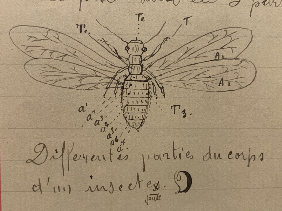 Antique Student or Teacher Notebook Sketch of an Insect