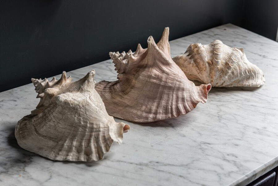 Collection of Large Sea Shells
