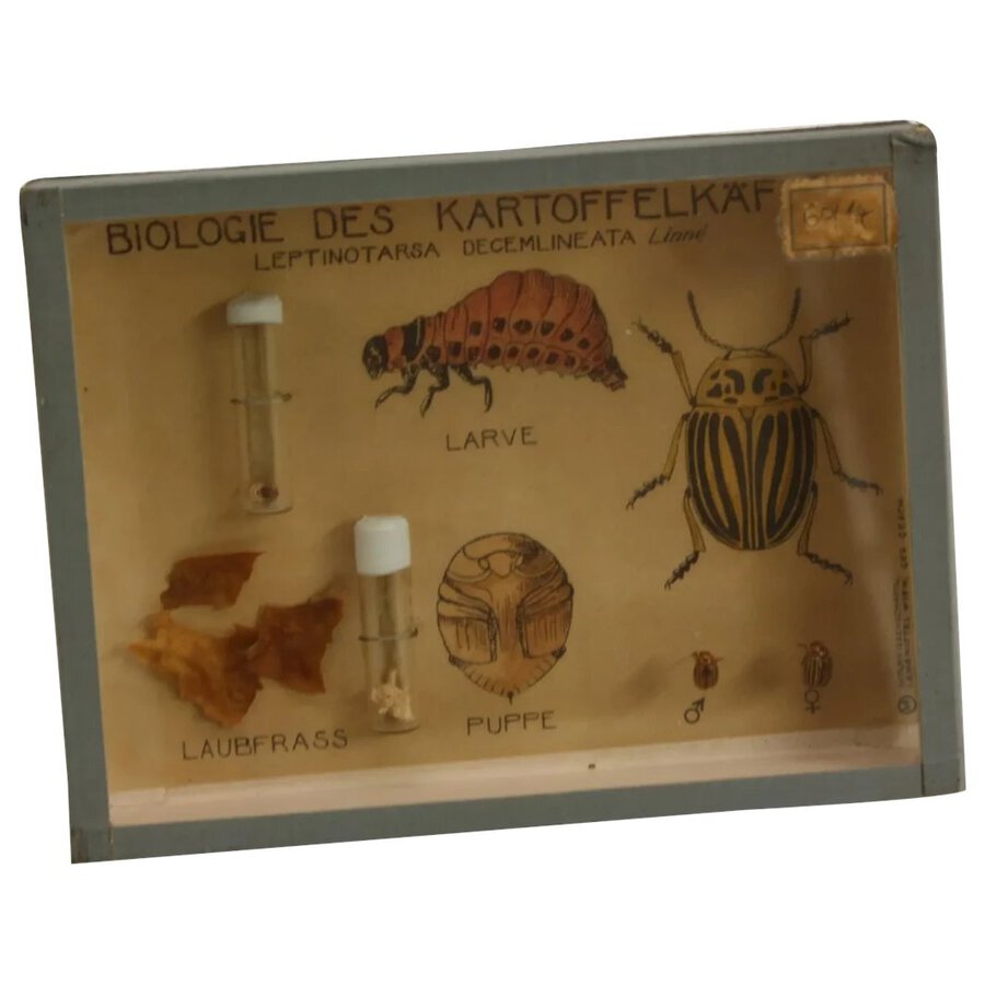 Natural History - Entomology - an mid-20th century Austrian museum didactic diorama
