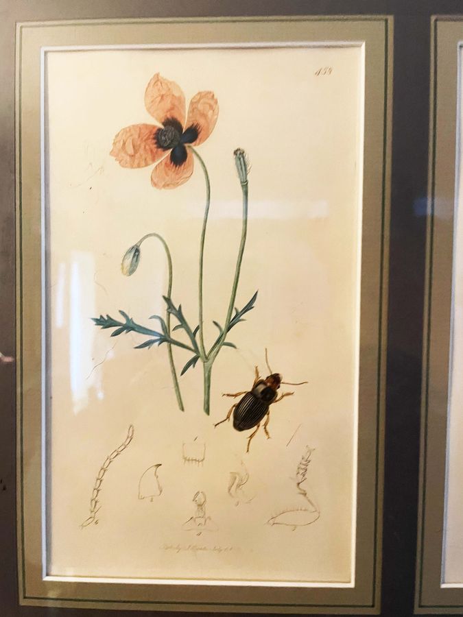Antique Victorian botanical engravings 