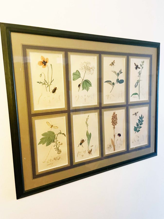 Antique Antique botanical prints 