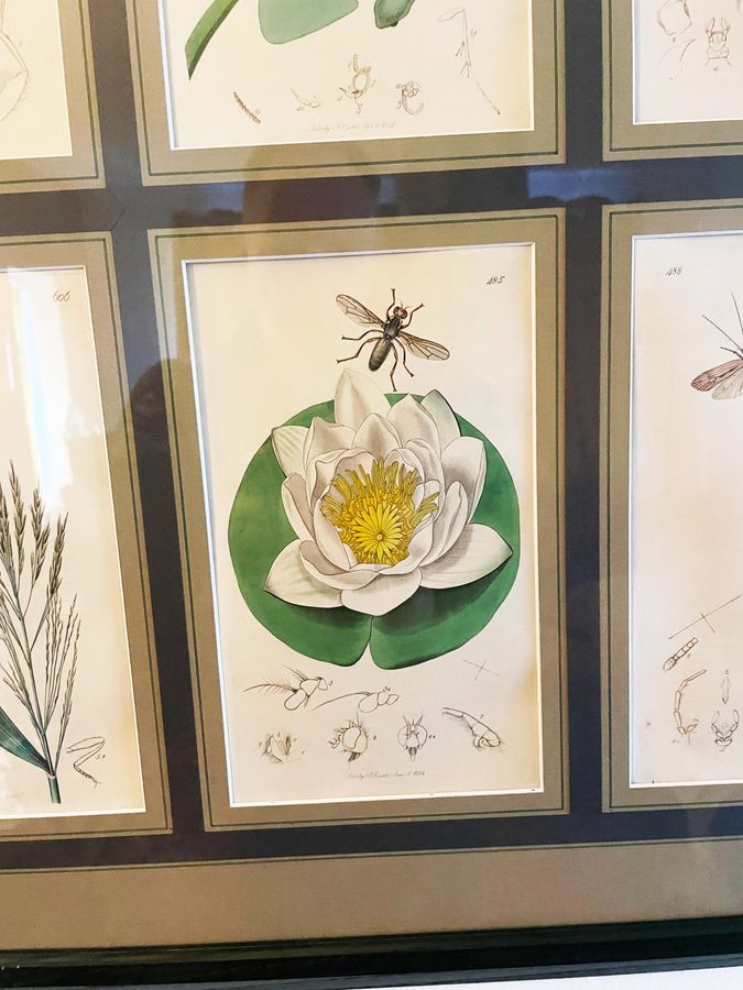 Antique Antique botanical prints 
