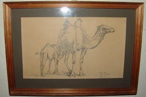Carl Johan Bonnesen Drawing from 1907 of Camels from Hamborg
