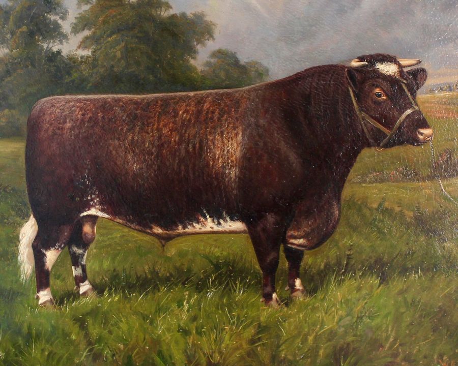 Antique Shorthorn Bull Oil Painting: Castleton Signed W. A. Clark