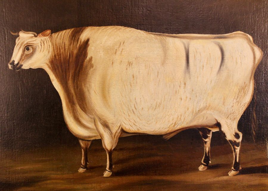 Antique Large Naive Cattle In Stable Oil Painting 19th C