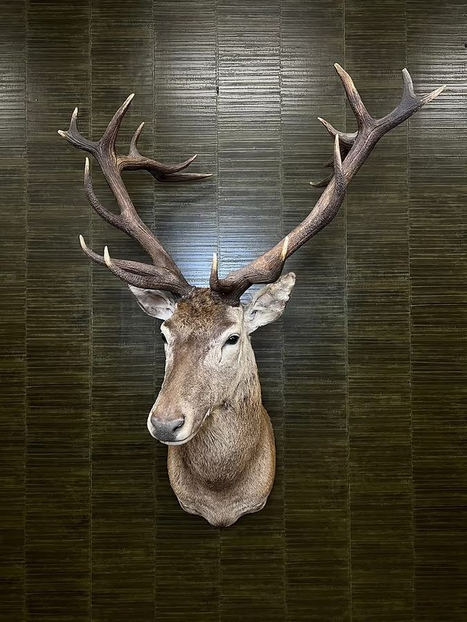 Antique Top quality Taxidermy mount and hides for sale
