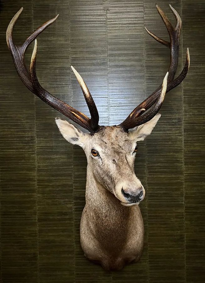 Antique Top quality Taxidermy mount and hides for sale
