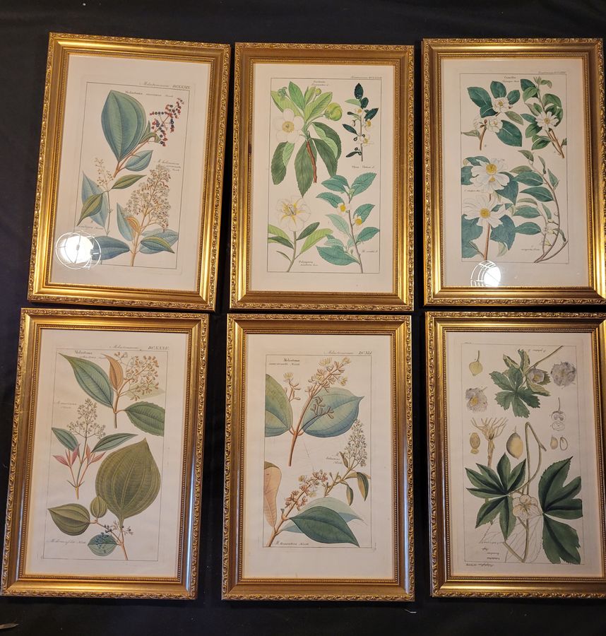 Antique Botanical Engravings 