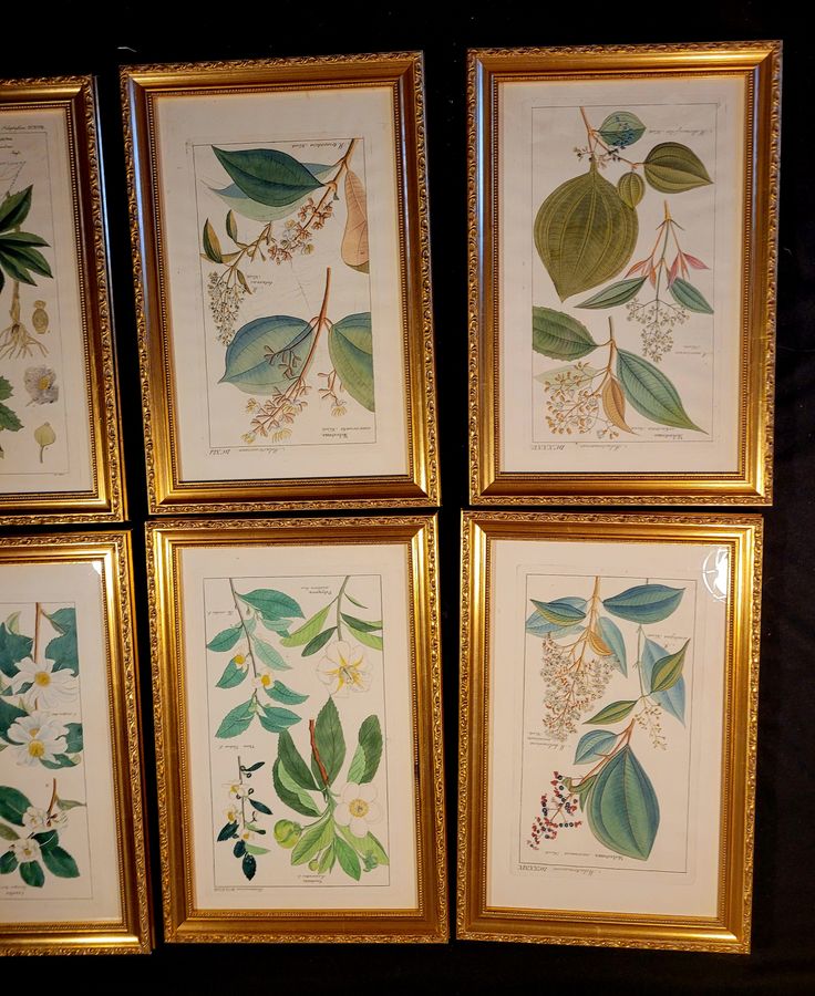 Antique Botanical Engravings 