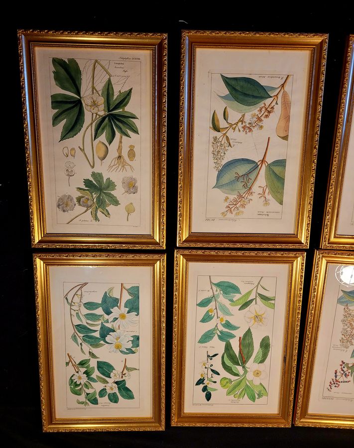 Antique Botanical Engravings 