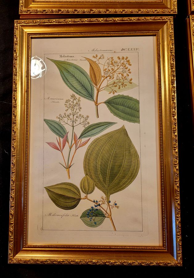 Antique Botanical Engravings 