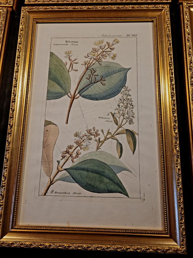 Antique Botanical Engravings 