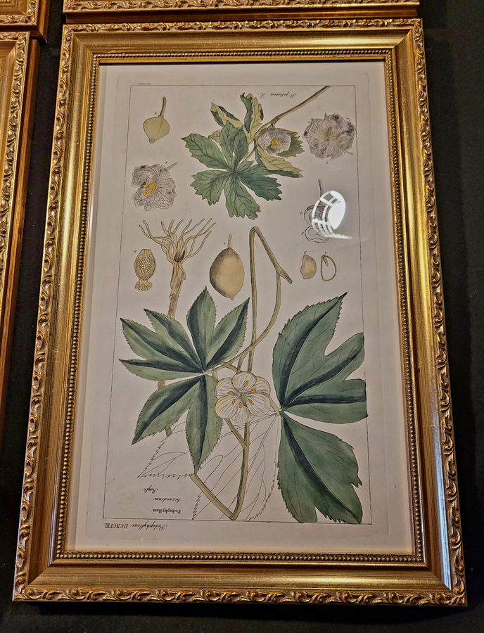 Antique Botanical Engravings 