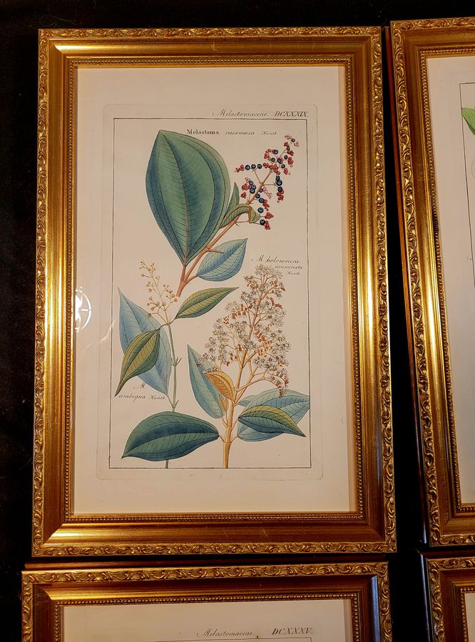 Antique Botanical Engravings 