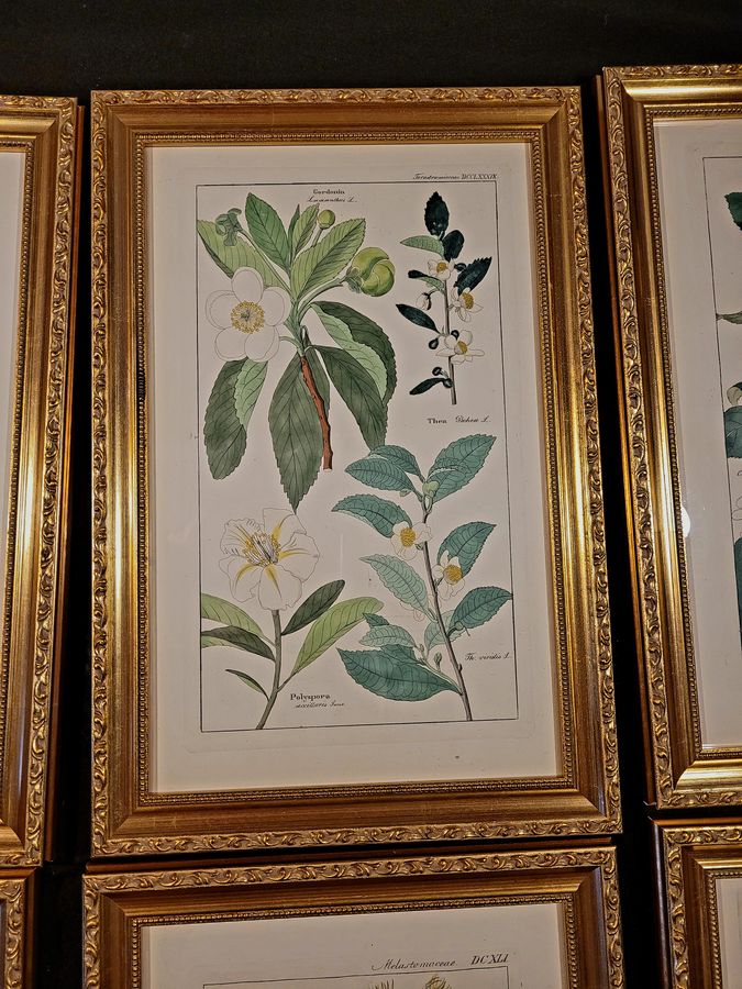 Antique Botanical Engravings 