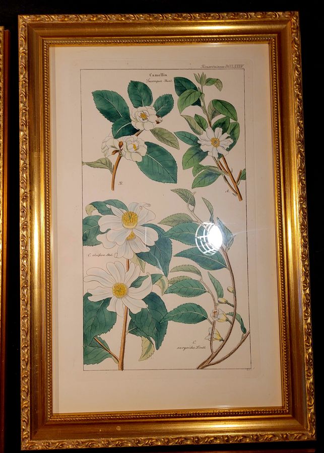 Antique Botanical Engravings 