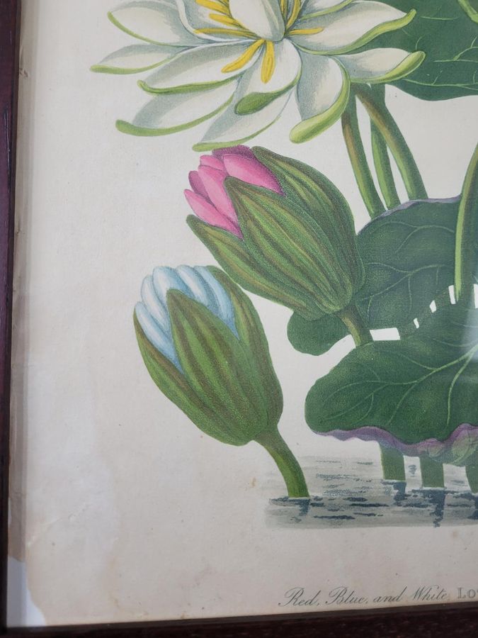 Antique James Forbes Engravings