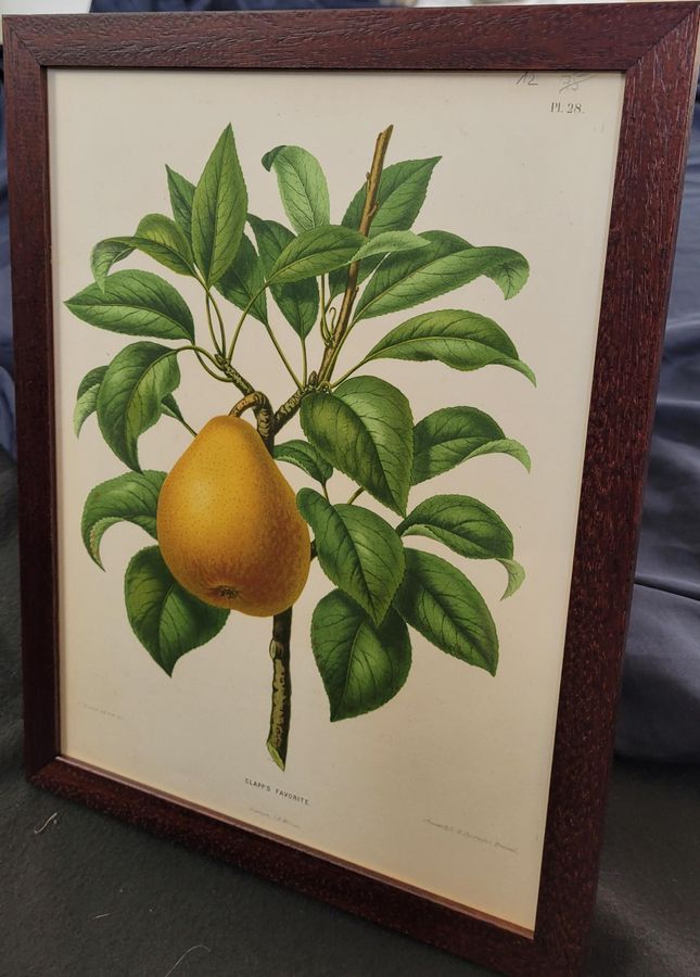 Antique Engravings Coloured 