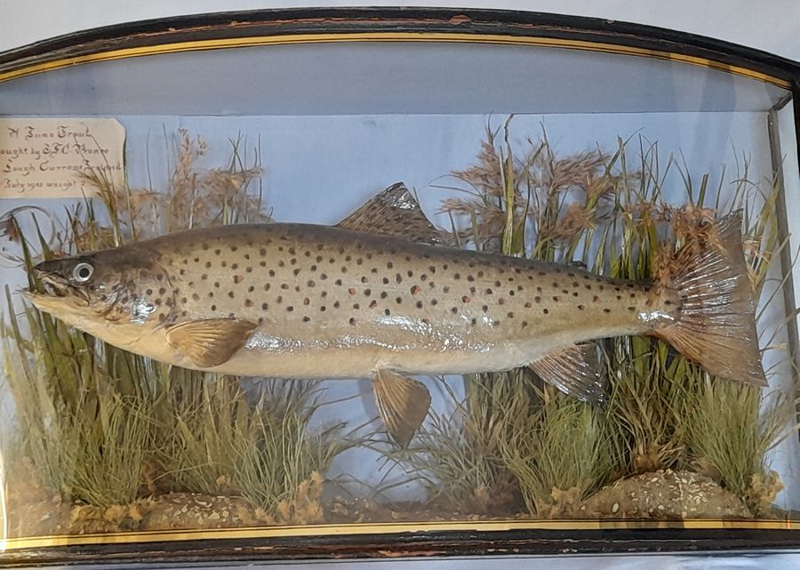 Antique Antique cased fish IRISH SEA TROUT by J.Cooper & sons taxidermy