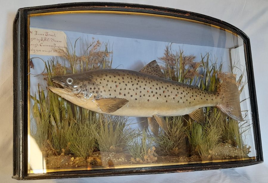 Antique Antique cased fish IRISH SEA TROUT by J.Cooper & sons taxidermy