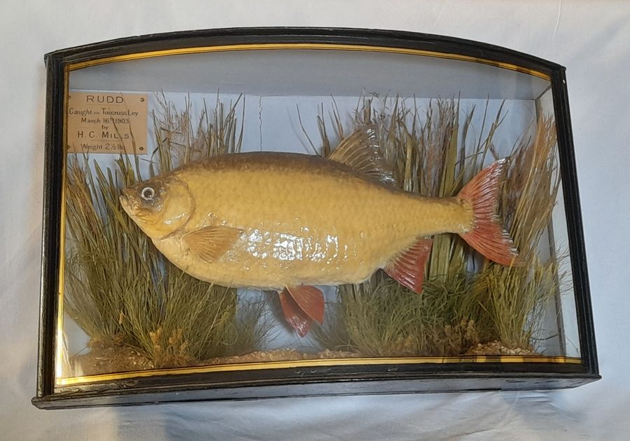 Antique cased fish RUDD by J.Cooper & sons taxidermy DEVON