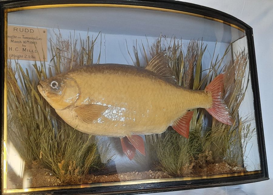 Antique Antique cased fish RUDD by J.Cooper & sons taxidermy DEVON