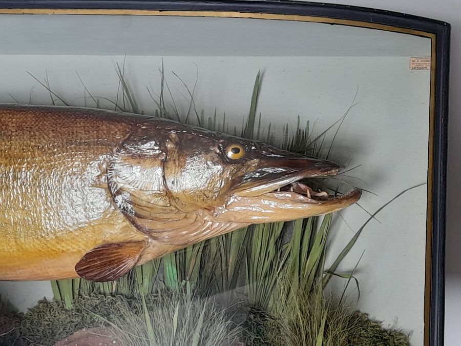 Antique Antique cased PIKE 26lb by W.F. HOMER 1937 taxidermy fish NORFOLK