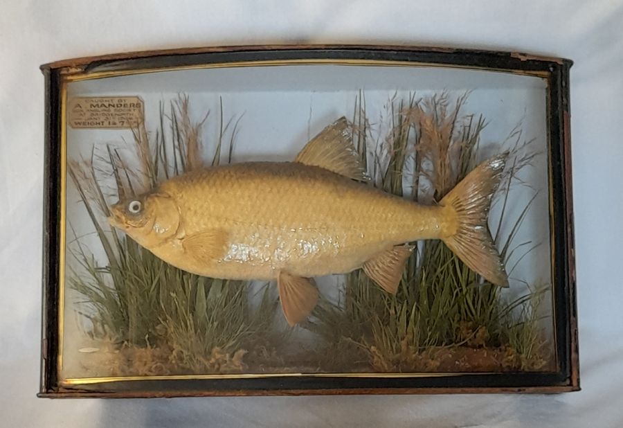 Antique cased fish ROACH by J.Cooper & sons taxidermy GUN ANGLING SOCIETY