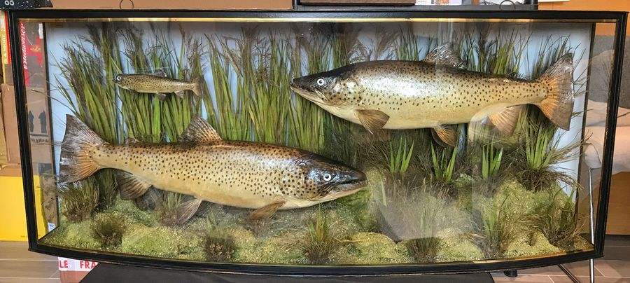 Antique cased fish 'A TRIO OF TROUT' by J.Cooper & sons taxidermy