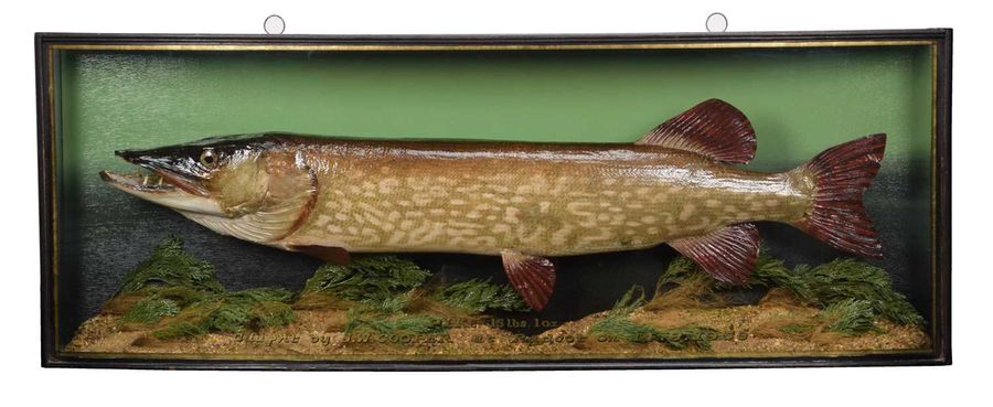 Antique cased fish PIKE by J.Cooper & sons taxidermy GRIGGS 1953