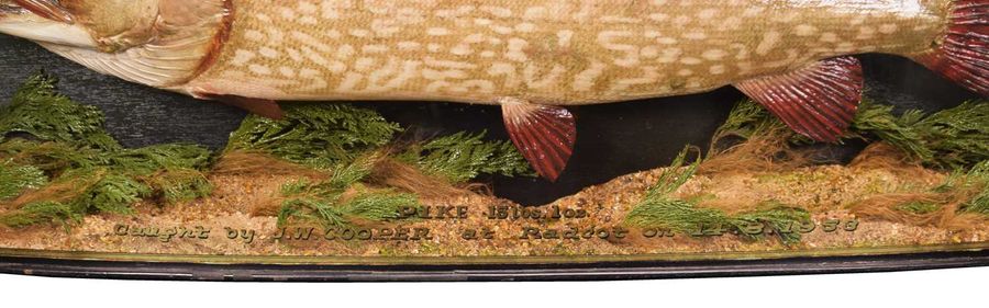 Antique Antique cased fish PIKE by J.Cooper & sons taxidermy GRIGGS 1953