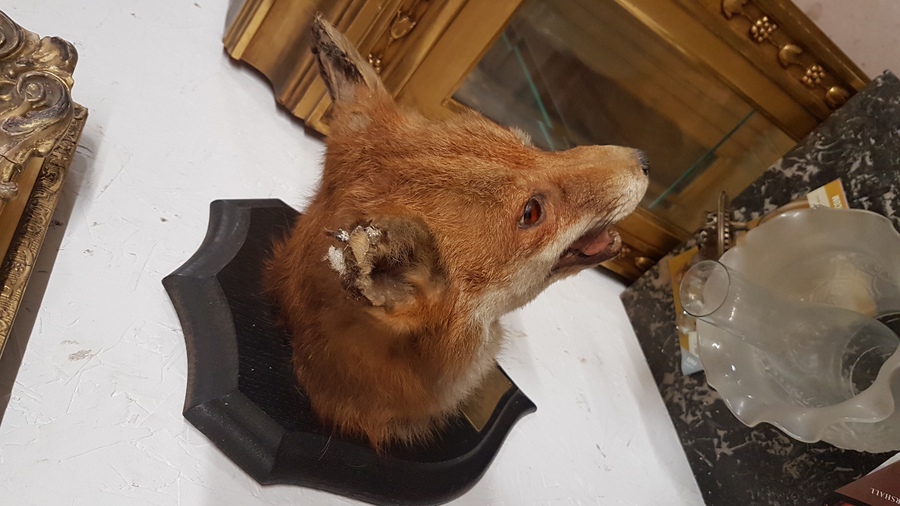 Antique Taxidermy Fox Head