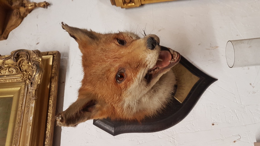 Antique Taxidermy Fox Head