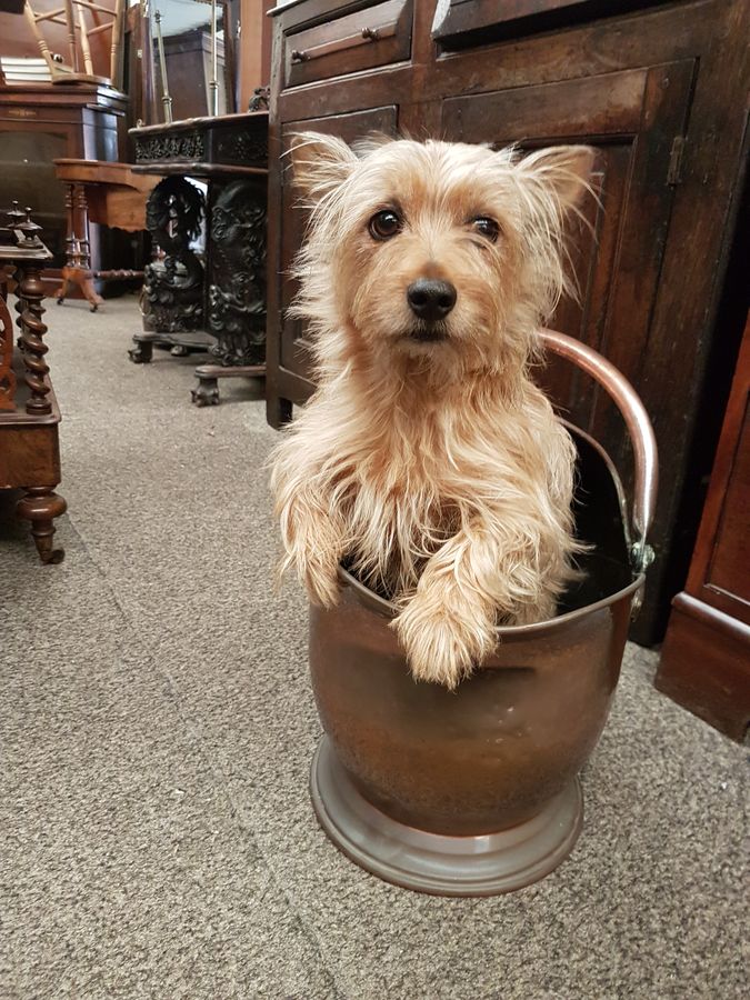 Antique Antique Copper Fireplace Coal Helmet Scuttle