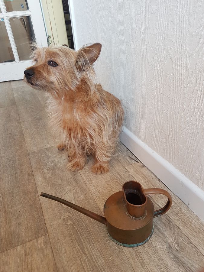 Antique Small Antique Copper Watering Can For Indoor Plants