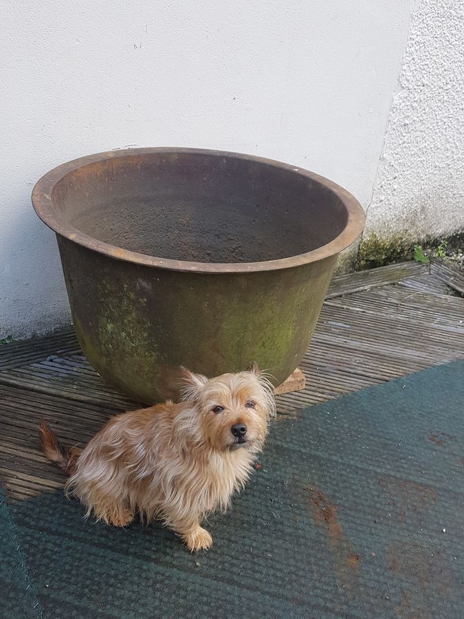 Antique Good Large Antique Garden Cast Iron Boiler Planter Urn or Water Feature 