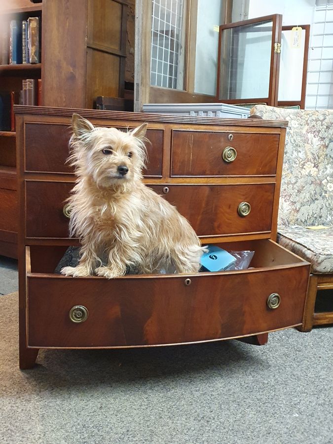 Antique Small Antique Bow Front Chest of Drawers 