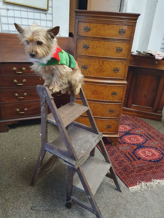 Antique Antique Edwardian Metamorphic Library Step Chair 