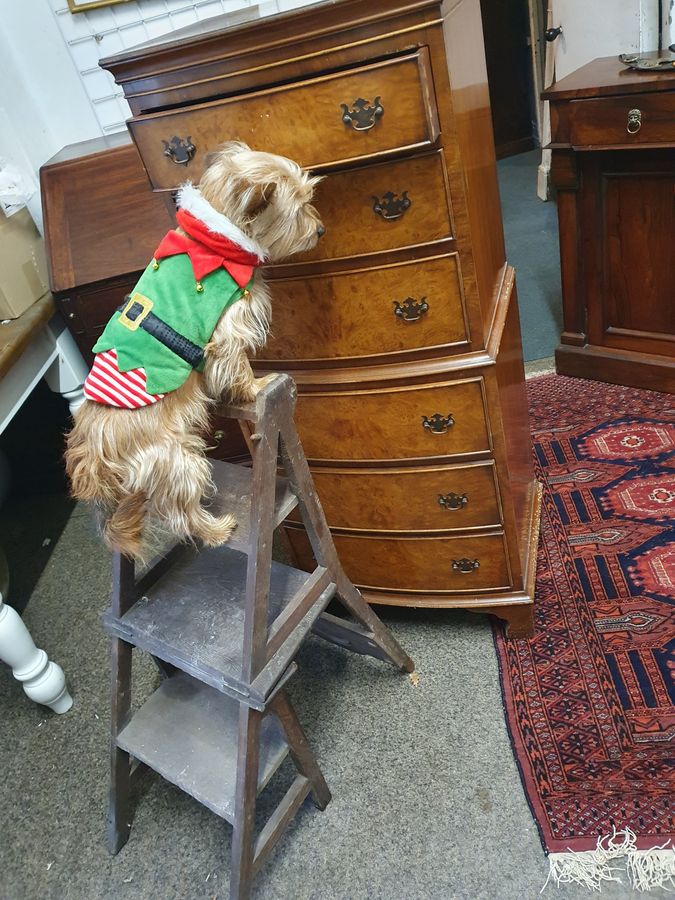 Antique Antique Edwardian Metamorphic Library Step Chair 