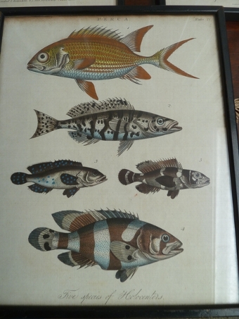 Antique Fish Pictures