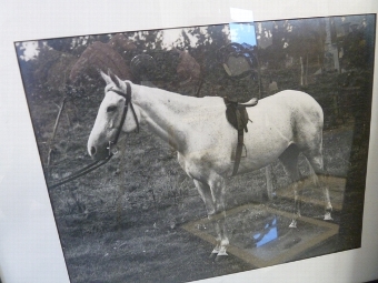 Antique Horse Pictures
