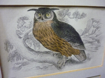 Antique Bird Print