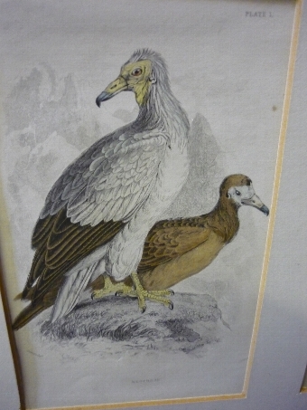 Antique Bird Print