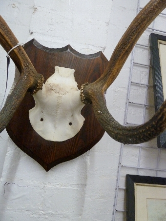 Antique Mounted Antlers