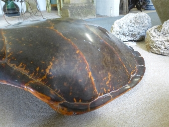 Antique Turtle Shell