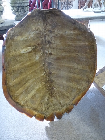 Antique Turtle Shell