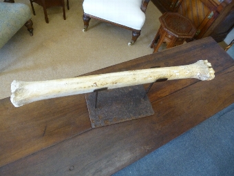 Antique Giraffe Bone