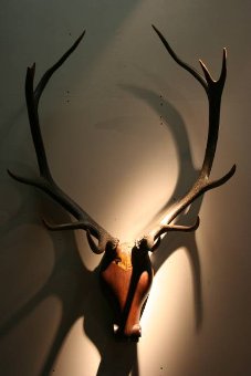 A fantastic pair of mounted antlers