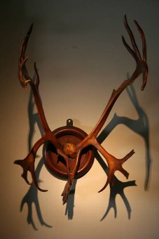 A fine set of C19th mounted antlers